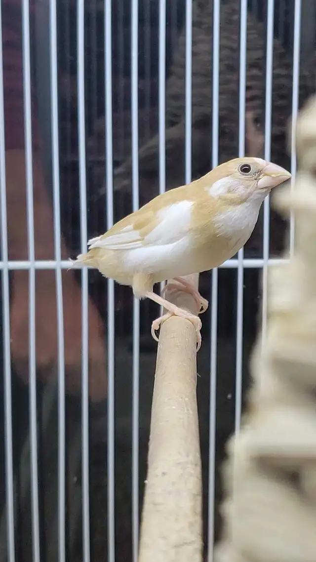 society Finch pair - Photo 3