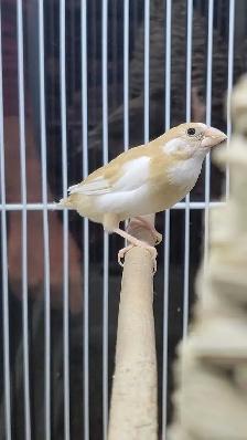 society Finch pair - Photo 3