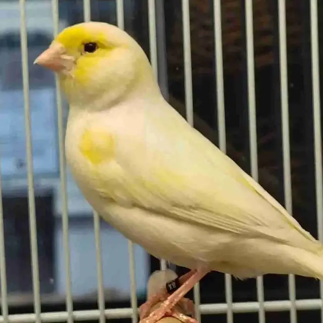 male canaries
