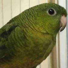 linealated parakeet