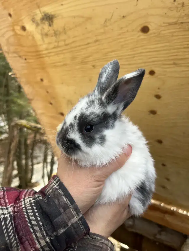 Bébés lapins à vendre