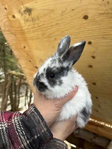 Bébés lapins à vendre