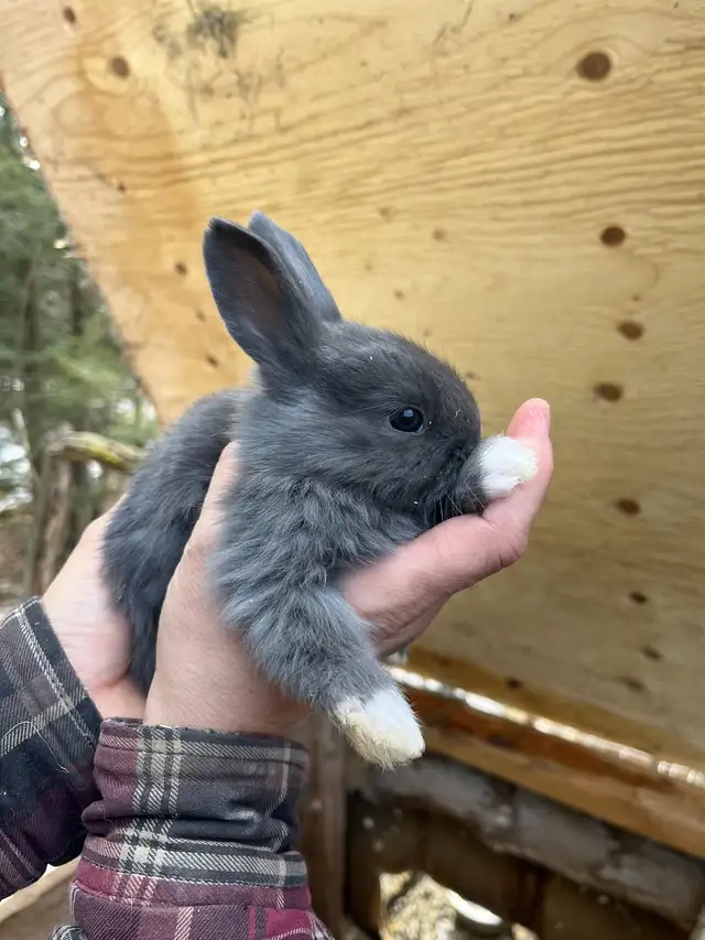 Bébés lapins à vendre - Photo 2