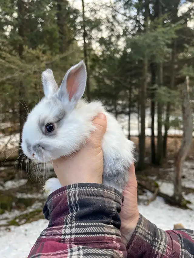 Bébés lapins à vendre - Photo 3