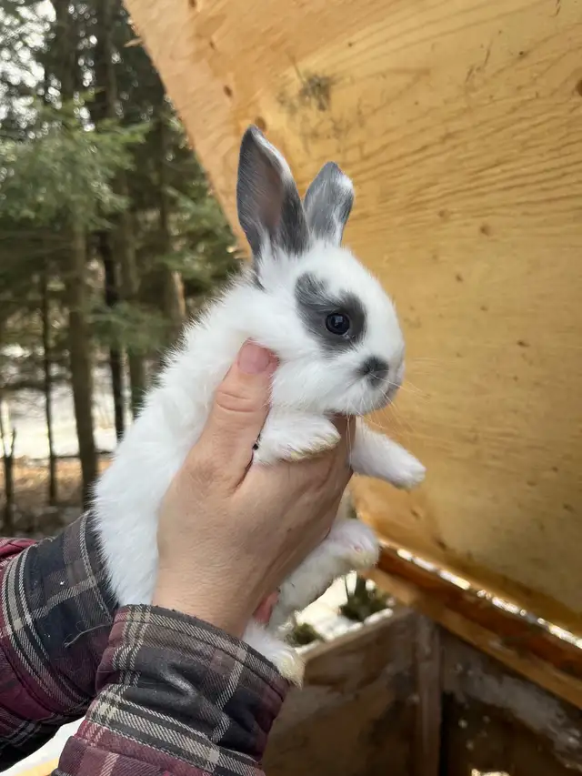 Bébés lapins à vendre - Photo 4