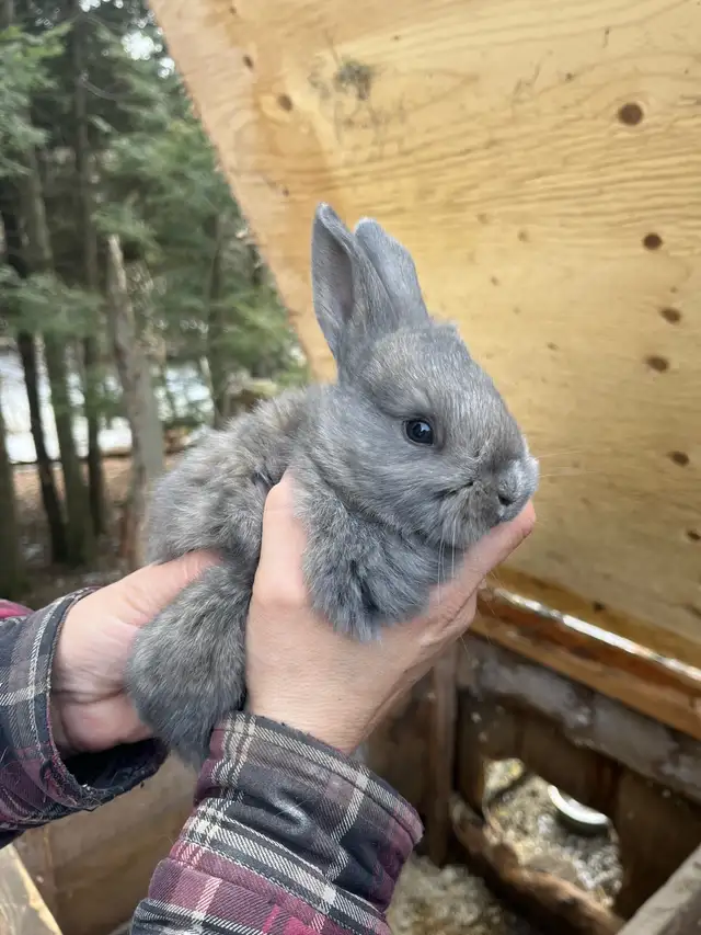 Bébés lapins à vendre - Photo 5