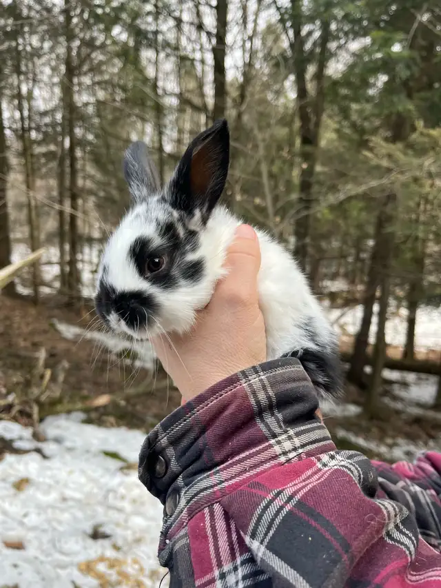 Bébés lapins à vendre - Photo 6