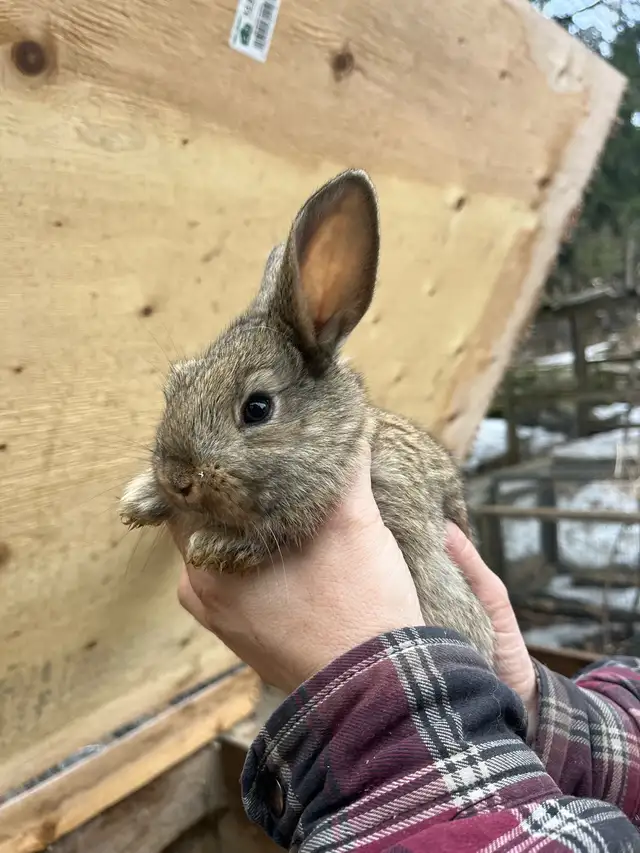 Bébés lapins à vendre - Photo 7
