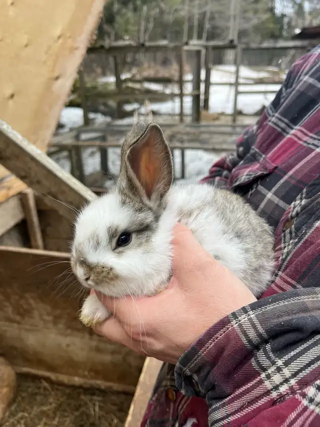 Bébés lapins à vendre - Photo 8