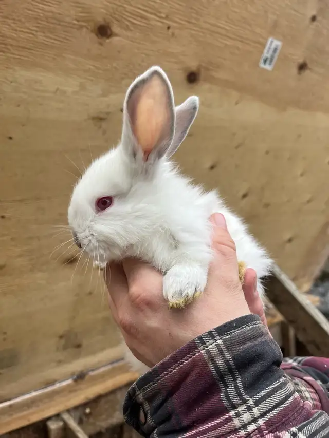Bébés lapins à vendre - Photo 9