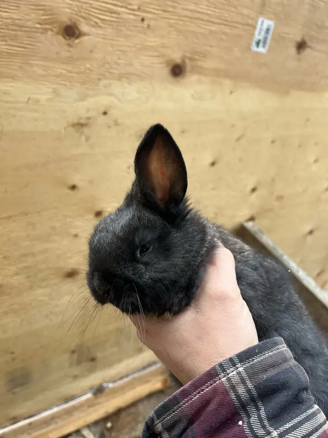 Bébés lapins à vendre - Photo 10