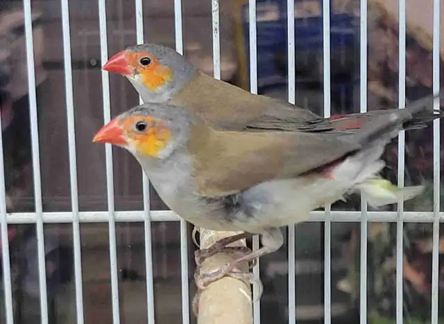 orange cheek wax Bill finches