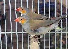 orange cheek wax Bill finches