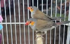 orange cheek wax Bill finches - Photo 2