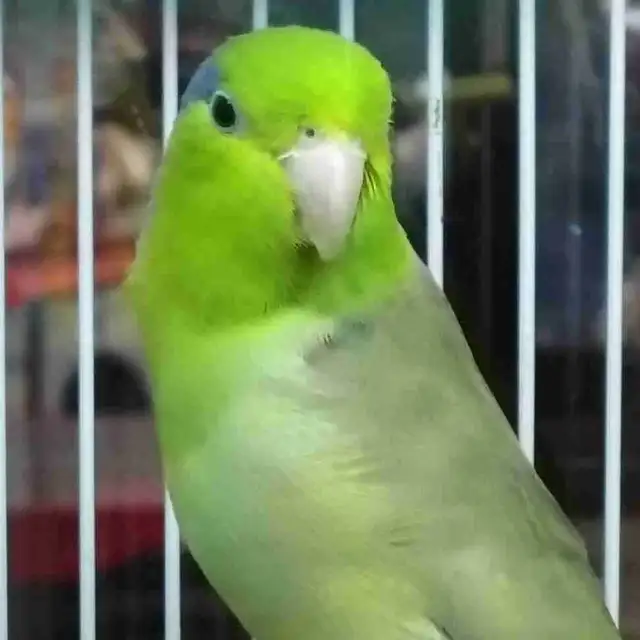 baby Pacific parrotlet