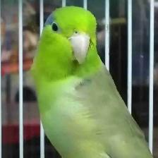 baby Pacific parrotlet