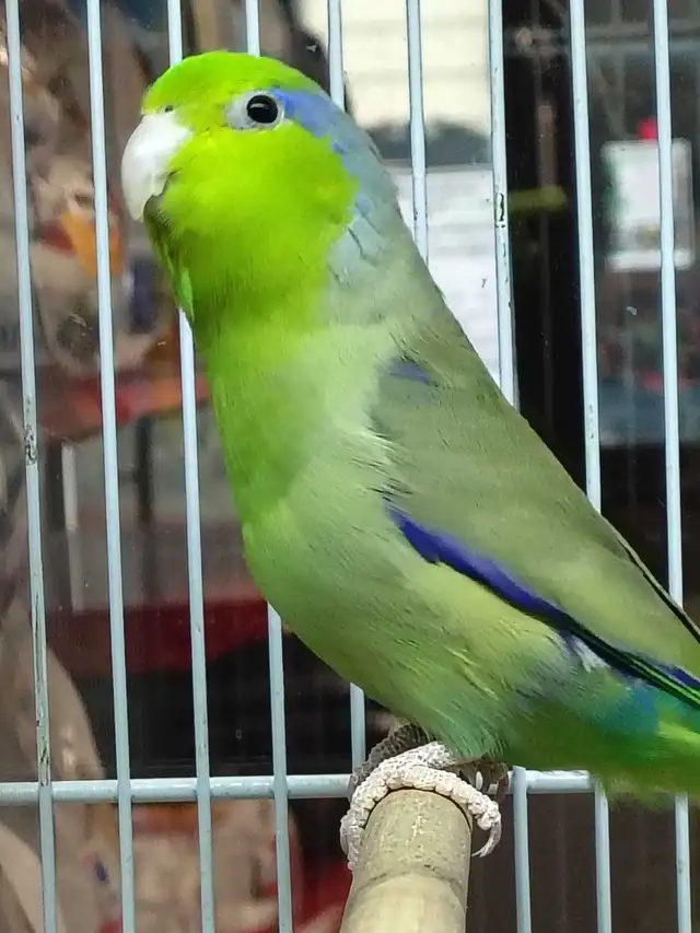 baby Pacific parrotlet - Photo 2