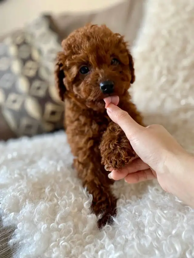 Adorable Toy Poodle Puppies Available (red and apricot)