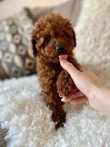 Adorable Toy Poodle Puppies Available (red and apricot)