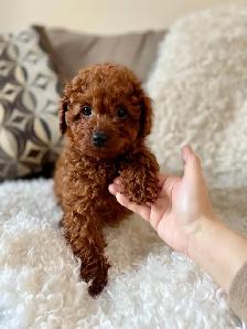 Adorable Toy Poodle Puppies Available (red and apricot) - Photo 2