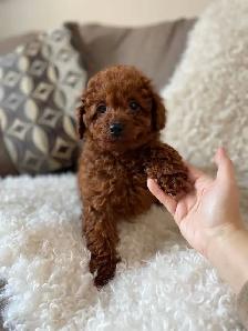 Adorable Toy Poodle Puppies Available (red and apricot) - Photo 3
