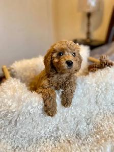 Adorable Toy Poodle Puppies Available (red and apricot) - Photo 4