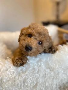 Adorable Toy Poodle Puppies Available (red and apricot) - Photo 5