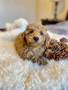 Adorable Toy Poodle Puppies Available (red and apricot) - Photo 6
