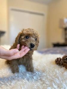 Adorable Toy Poodle Puppies Available (red and apricot) - Photo 7