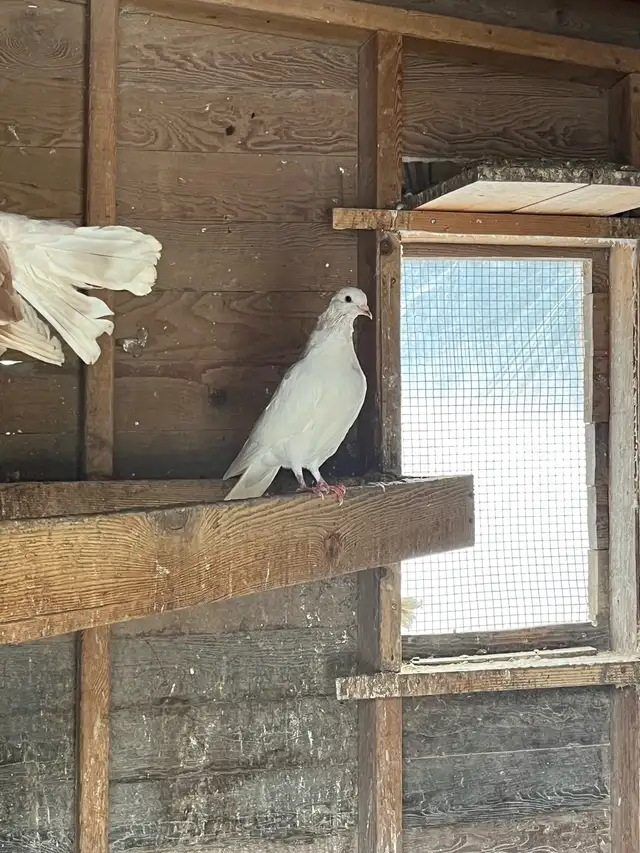 pigeons à vendre - Photo 2