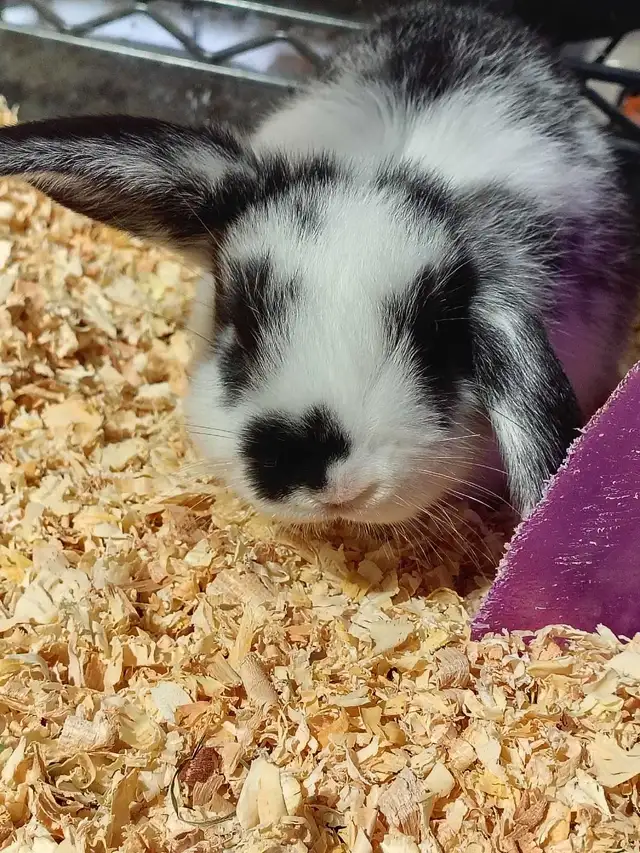 mini lop rabbit - Photo 2