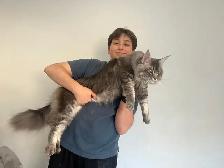 Meet Your Future Gentle Giant – Purebred Maine Coon Kittens - Photo 3