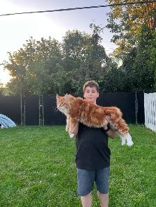 Meet Your Future Gentle Giant – Purebred Maine Coon Kittens - Photo 6