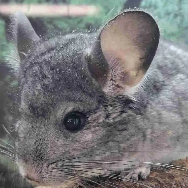 baby chinchillas