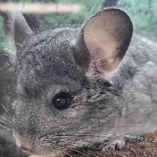 baby chinchillas