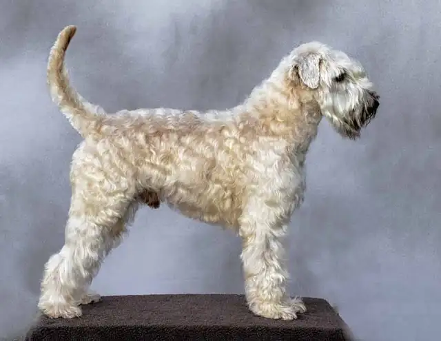 Wheaten Terrier pups CKC registered