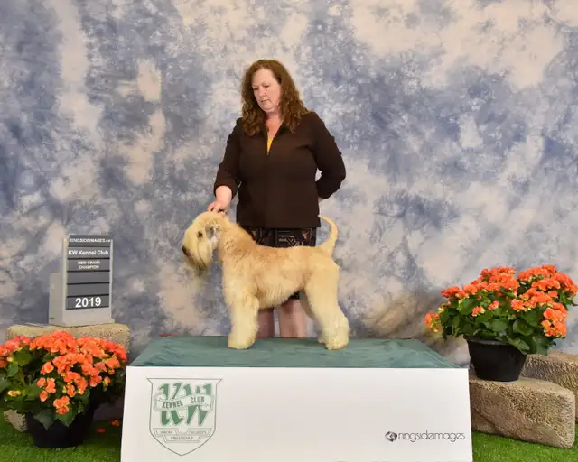 Wheaten Terrier pups CKC registered - Photo 2