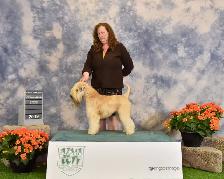 Wheaten Terrier pups CKC registered - Photo 2