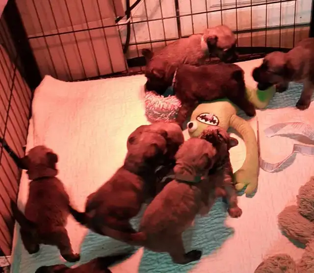 Wheaten Terrier pups CKC registered - Photo 3