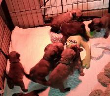 Wheaten Terrier pups CKC registered - Photo 3