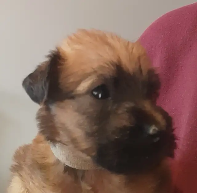 Wheaten Terrier pups CKC registered - Photo 4