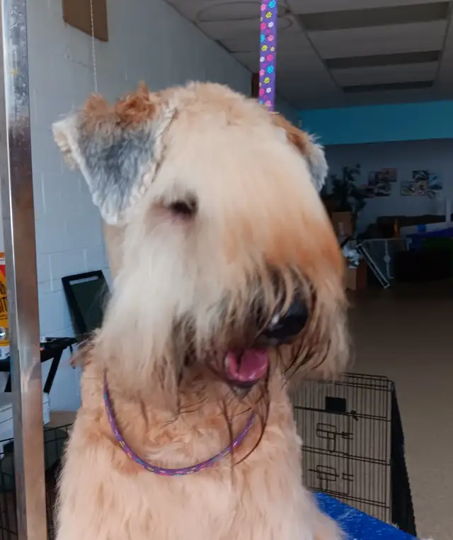 Wheaten Terrier pups CKC registered - Photo 6