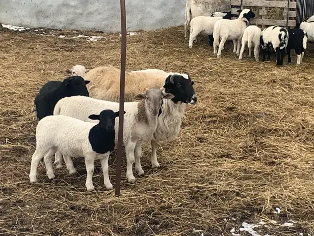 beautiful lambs - Photo 2