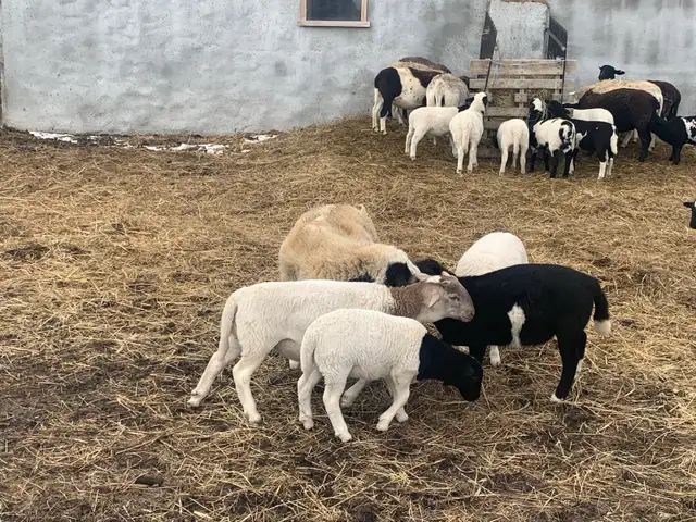 beautiful lambs - Photo 3