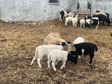 beautiful lambs - Photo 3