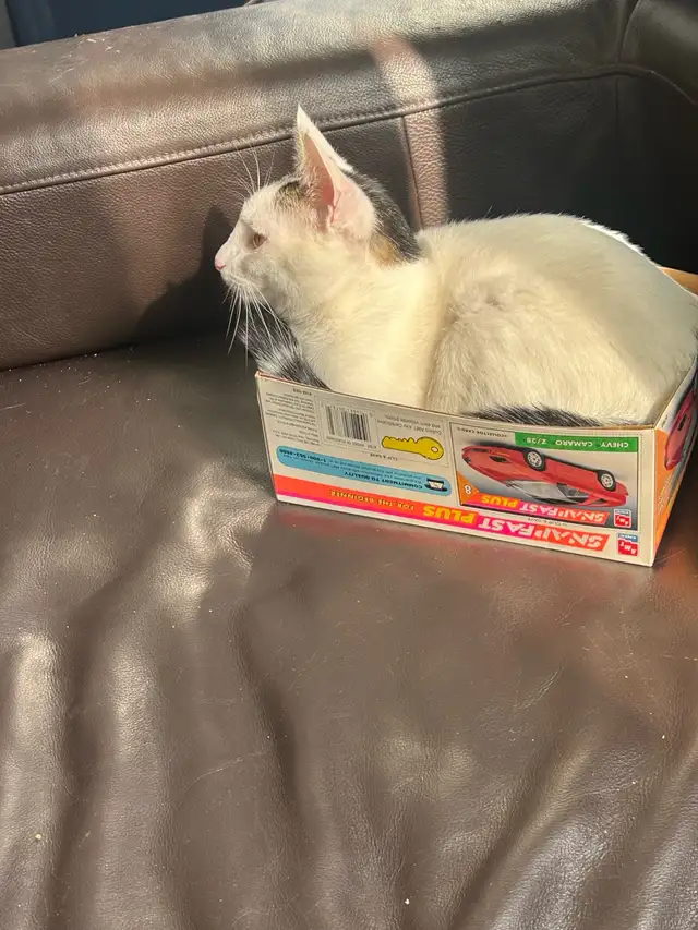 male black and white cat