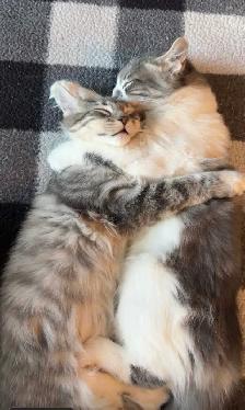 2 Male Cats for rehoming