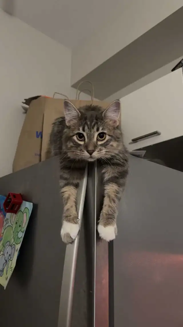 2 Male Cats for rehoming - Photo 2