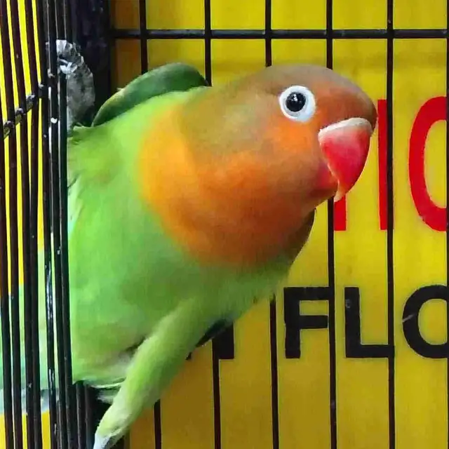 baby Fisher lovebird