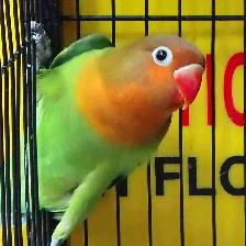 baby Fisher lovebird